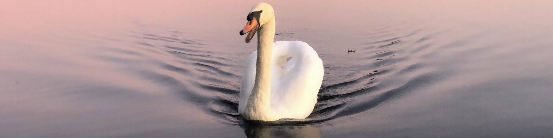 Stately swan @sunset