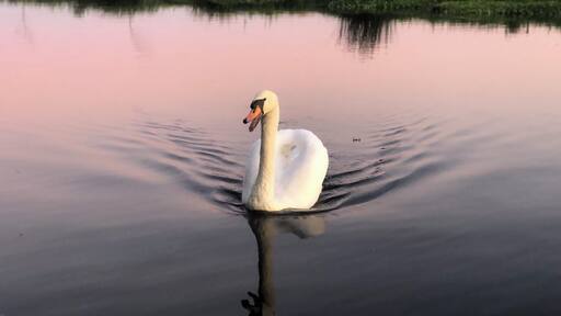 Stately swan @sunset