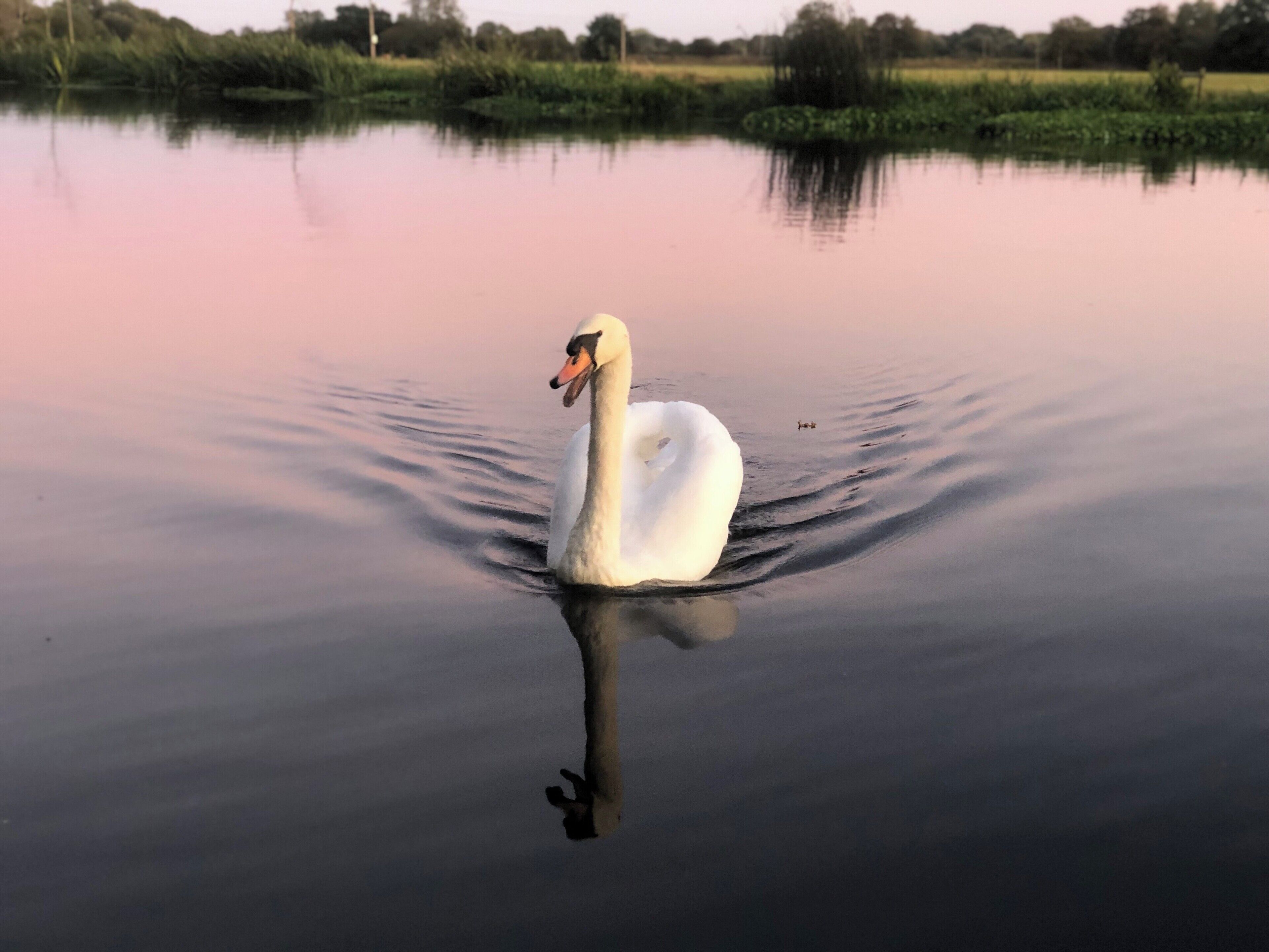 A white swan swimming in calm water with a pinkish sky in the background.