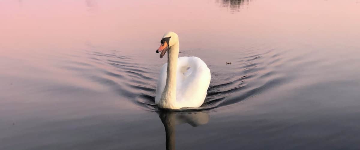 A white swan swimming in calm water with a pinkish sky in the background.