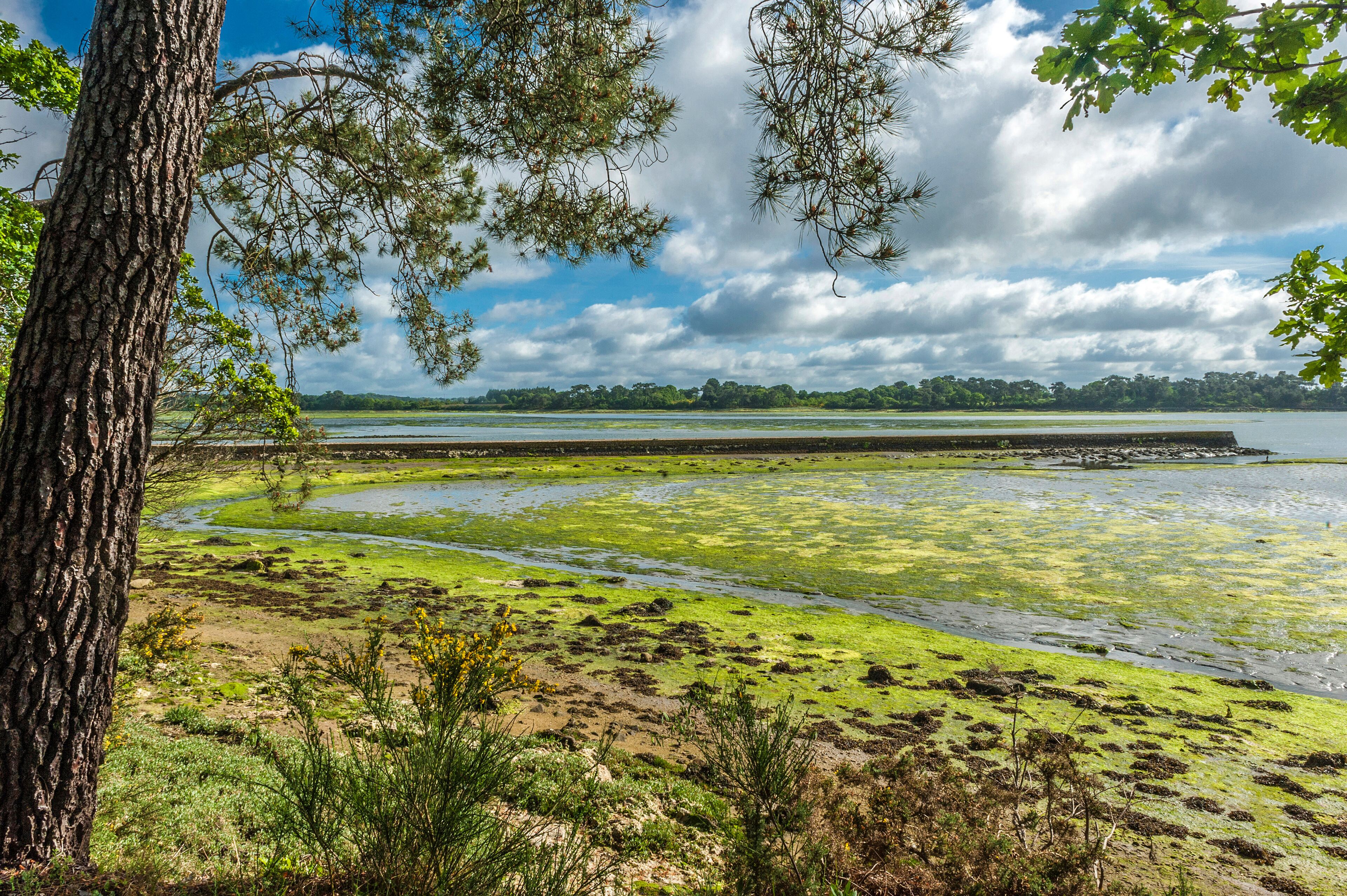 France, Brittany, Finistere, Pont-l'Abbe river
