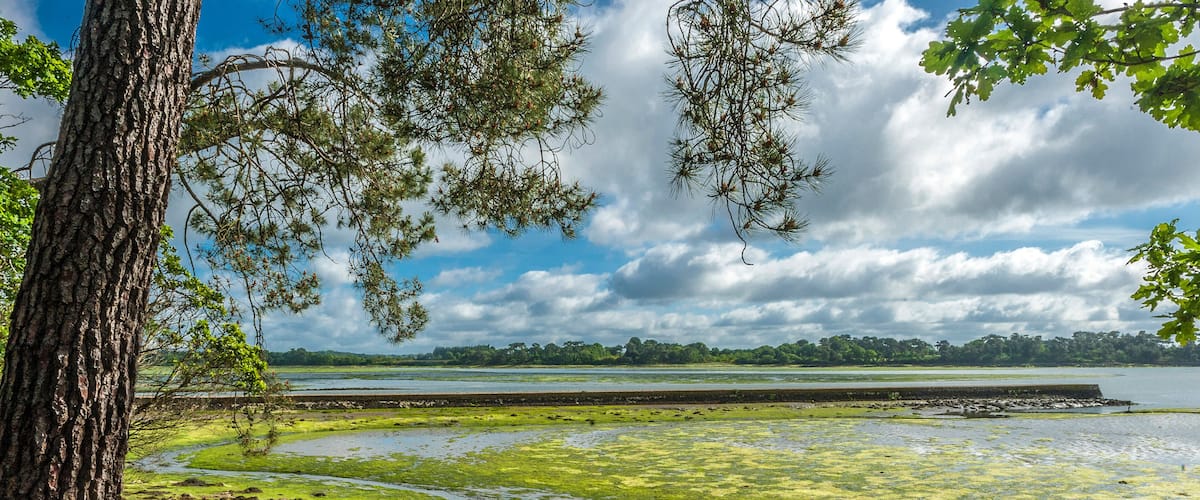 A coastal landscape with a tree, green algae-covered water, and a distant shoreline.