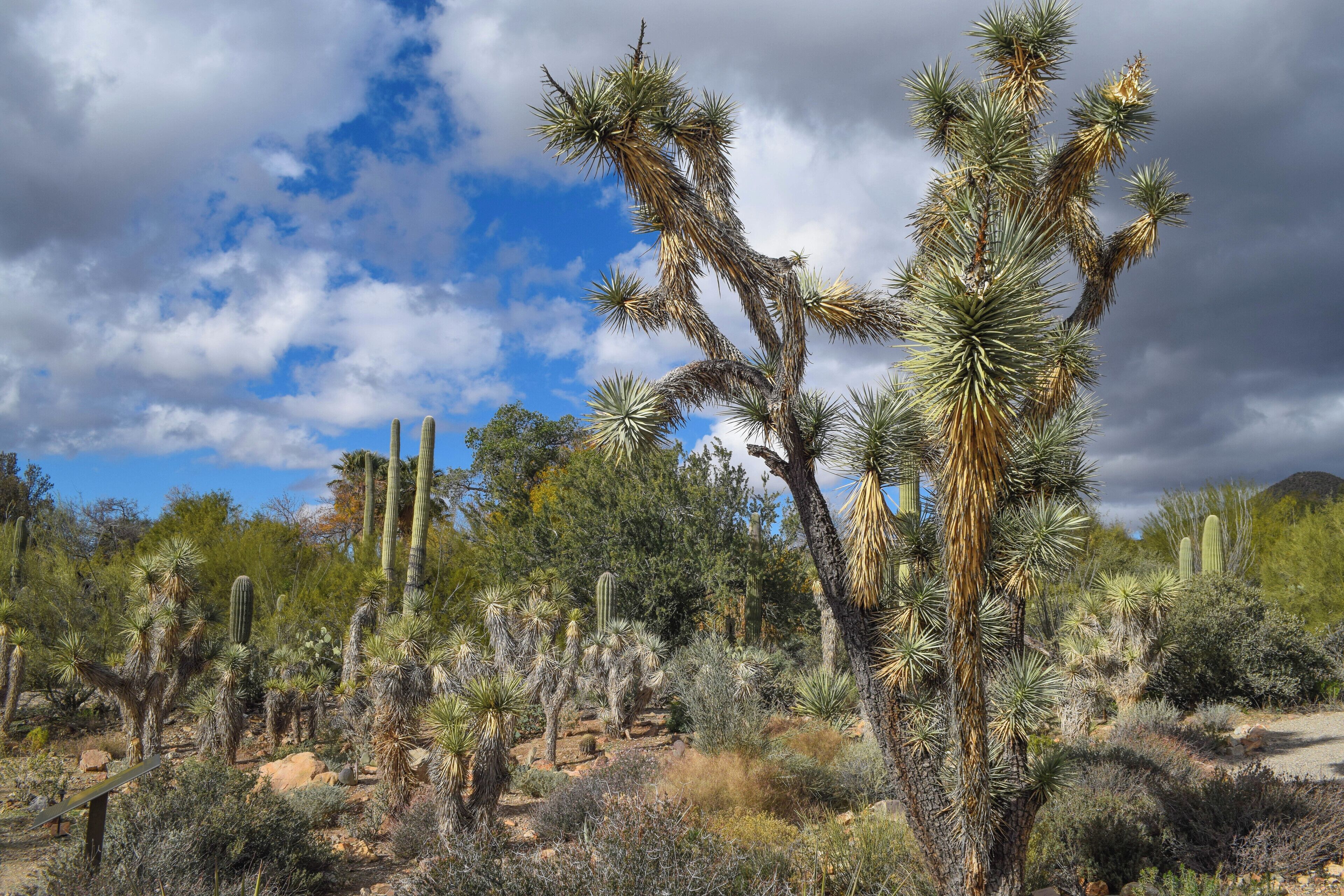 The highlight of our trip to #tucson #arizona was the Arizona-Sonora Desert Museum. You'll get to see hundreds of acres of desert, including plants and cacti from both the Sonoran and Mohave desert, similar to what you might find at Joshua Tree National Park. For more information on admission fee and when to visit, check my blog post: https://culturalfoodies.com/2019/12/31/what-to-do-and-where-to-eat-in-tucson-arizona/

We were delighted to find that this was quite literally the only thing in all of Tucson open on Christmas Day!

#lifeatexpedia
#travel
#cacti
#desert
#arizona
#museum
#getoutdoors
#optoutside