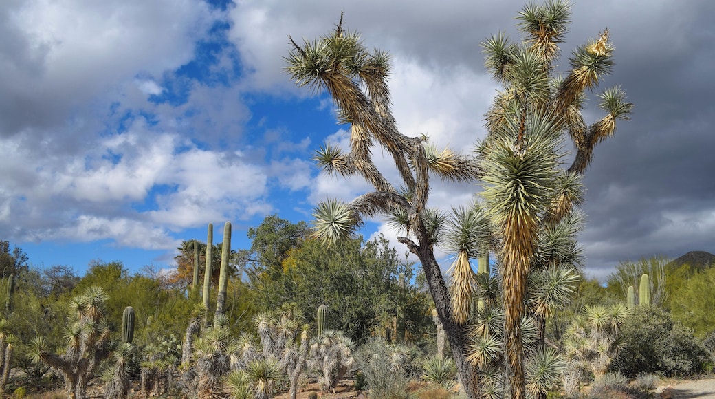 The highlight of our trip to #tucson #arizona was the Arizona-Sonora Desert Museum. You'll get to see hundreds of acres of desert, including plants and cacti from both the Sonoran and Mohave desert, similar to what you might find at Joshua Tree National Park. For more information on admission fee and when to visit, check my blog post: https://culturalfoodies.com/2019/12/31/what-to-do-and-where-to-eat-in-tucson-arizona/
We were delighted to find that this was quite literally the only thing in all of Tucson open on Christmas Day!
#lifeatexpedia
#travel
#cacti
#desert
#arizona
#museum
#getoutdoors
#optoutside