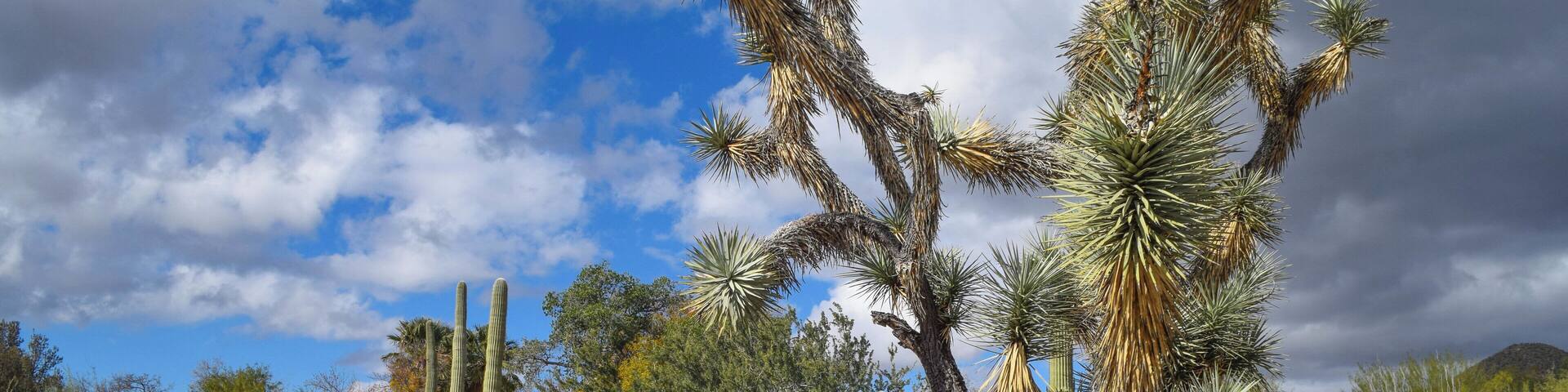 The highlight of our trip to #tucson #arizona was the Arizona-Sonora Desert Museum. You'll get to see hundreds of acres of desert, including plants and cacti from both the Sonoran and Mohave desert, similar to what you might find at Joshua Tree National Park. For more information on admission fee and when to visit, check my blog post: https://culturalfoodies.com/2019/12/31/what-to-do-and-where-to-eat-in-tucson-arizona/
We were delighted to find that this was quite literally the only thing in all of Tucson open on Christmas Day!
#lifeatexpedia
#travel
#cacti
#desert
#arizona
#museum
#getoutdoors
#optoutside