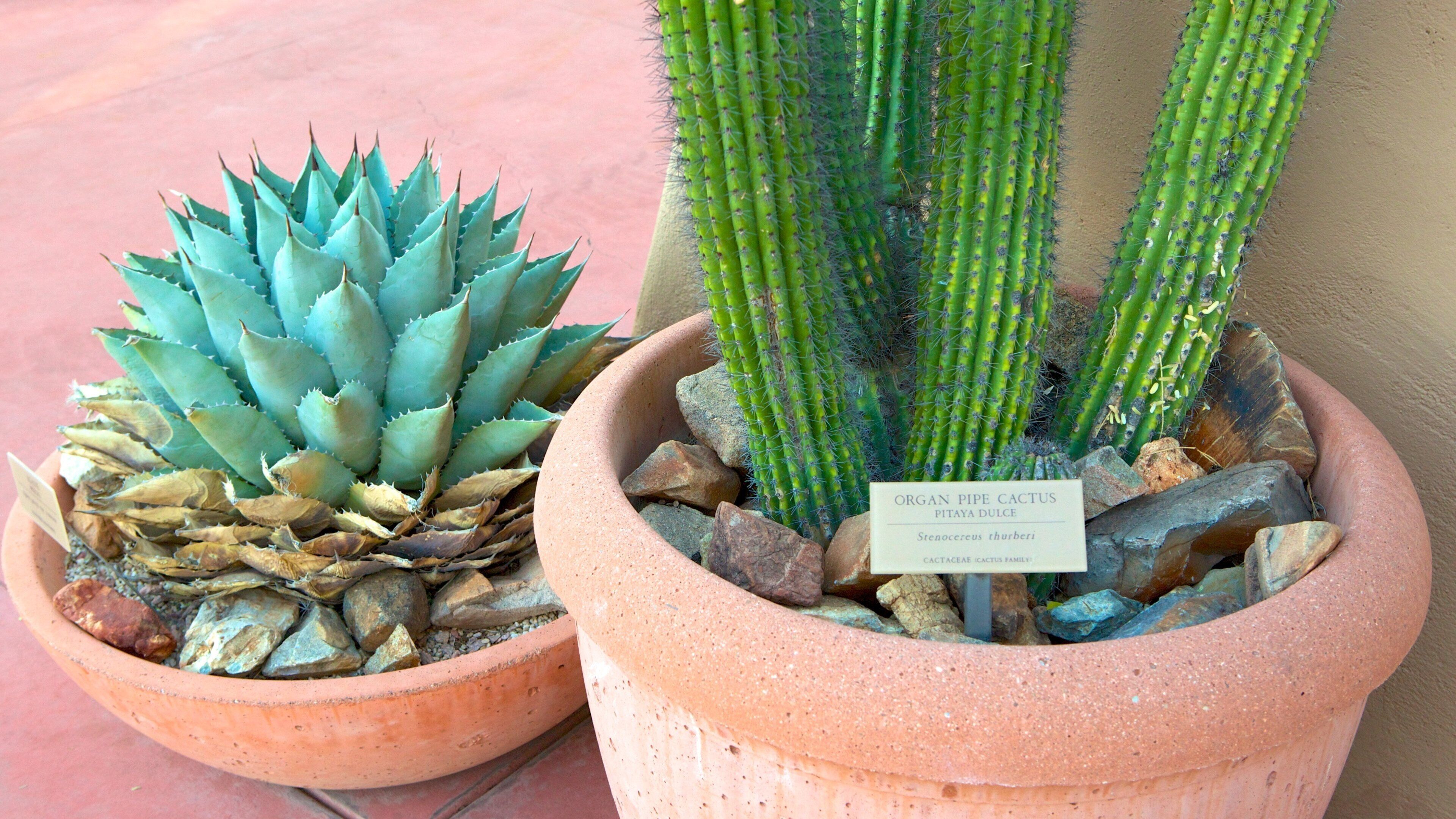 Arizona-Sonora Desert Museum