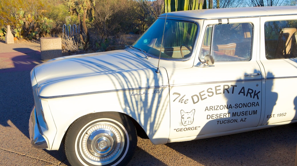 Arizona-Sonora Desert Museum ofreciendo señalización y paisajes desérticos
