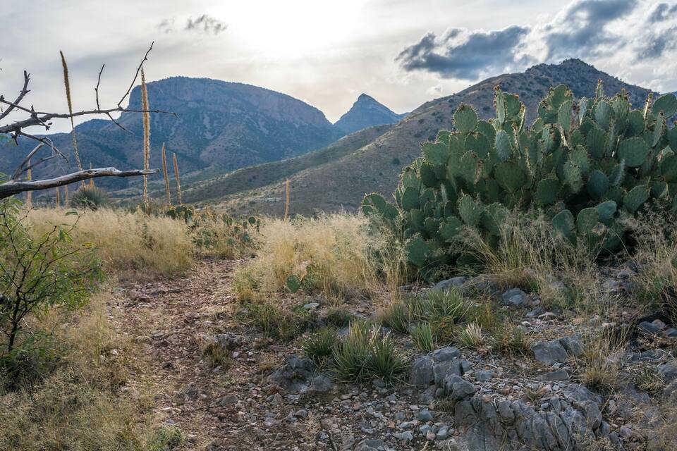 A rocky terrain with a cactus and mountains in the background.