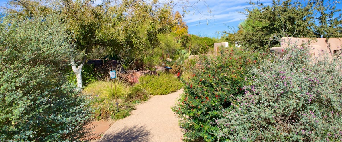 Tohono Chul Park which includes a park