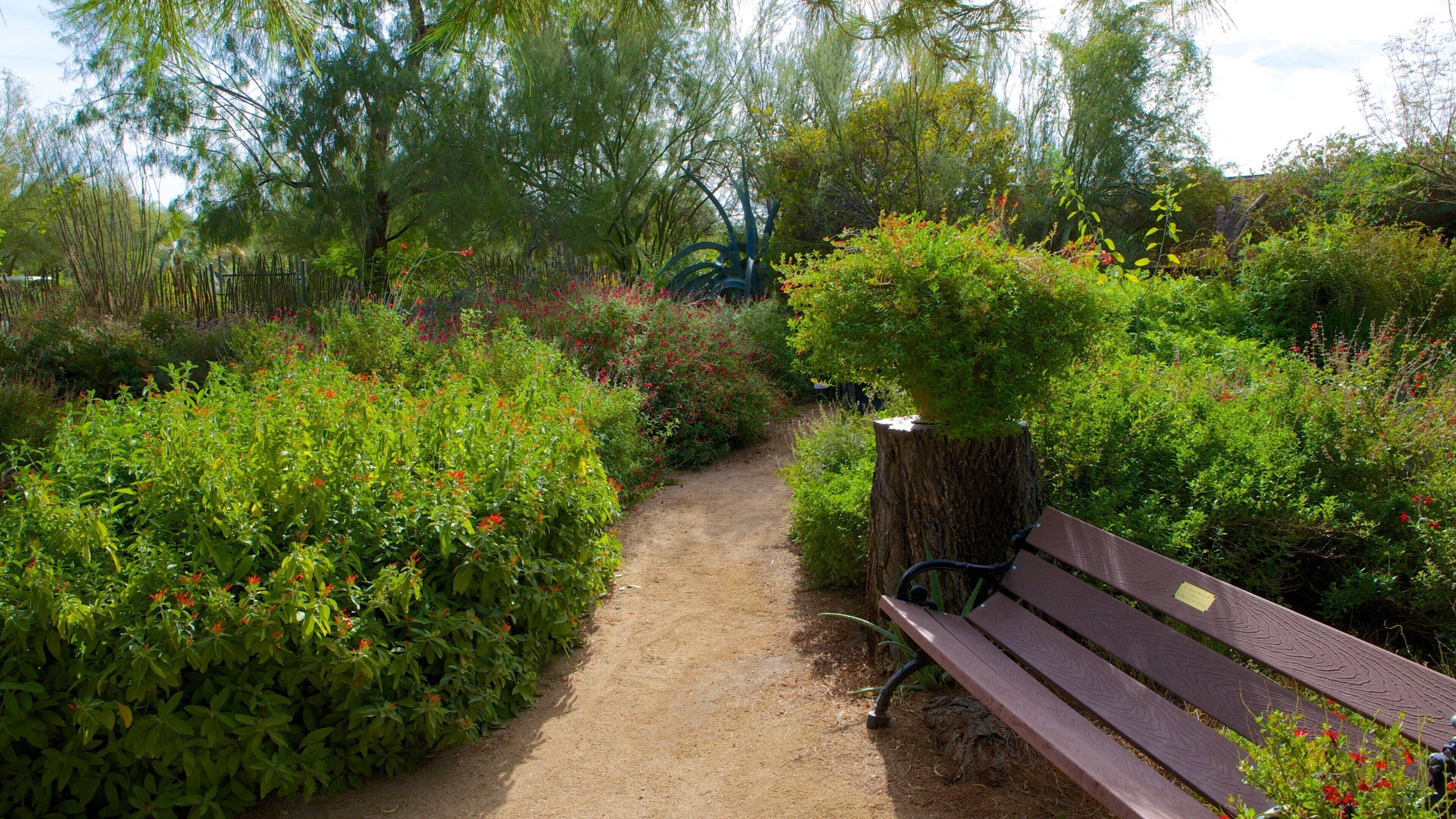 Tohono Chul Park featuring a garden