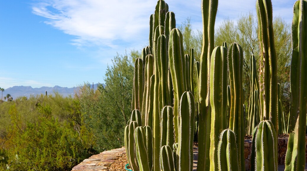 Tohono Chul Park featuring a park and tranquil scenes