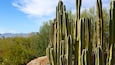 Tall cacti in a desert landscape with mountains in the background.