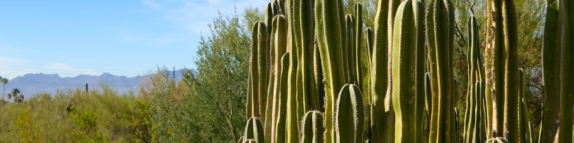 Tohono Chul Park featuring a park and tranquil scenes