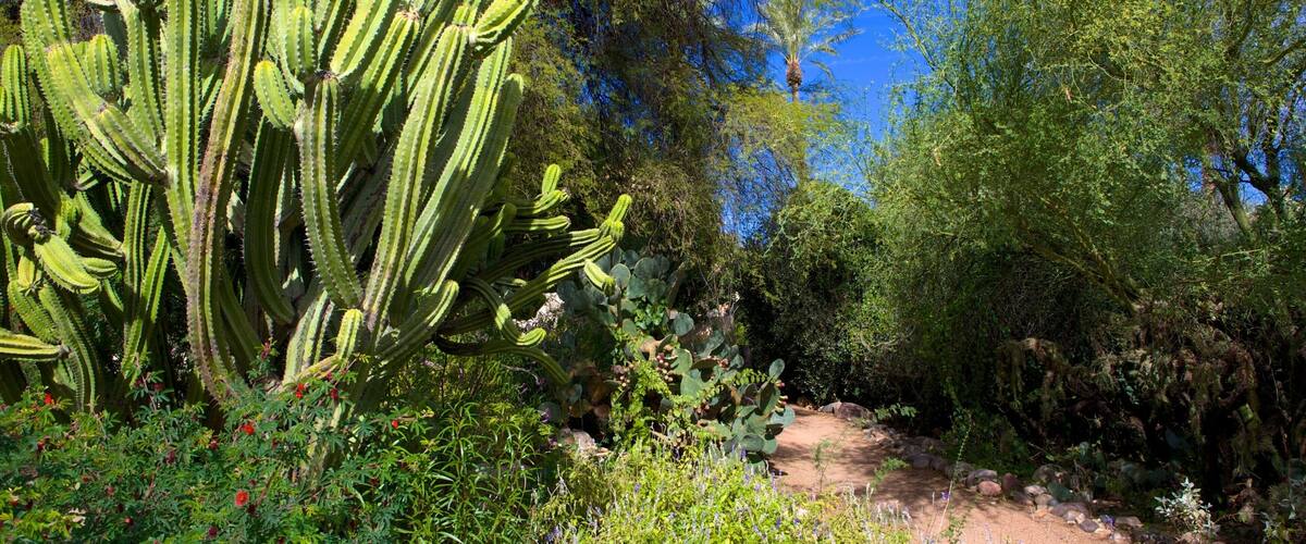 Tohono Chul Park showing a park