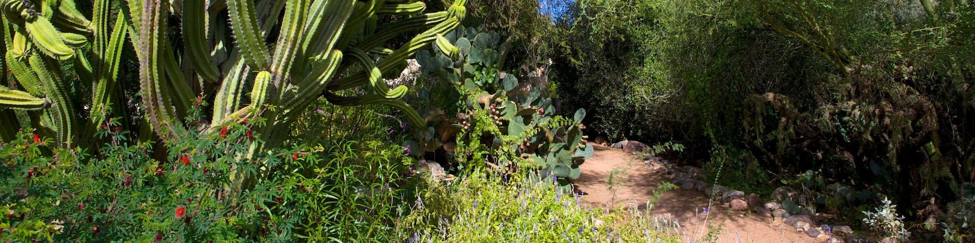 Tohono Chul Park featuring a garden