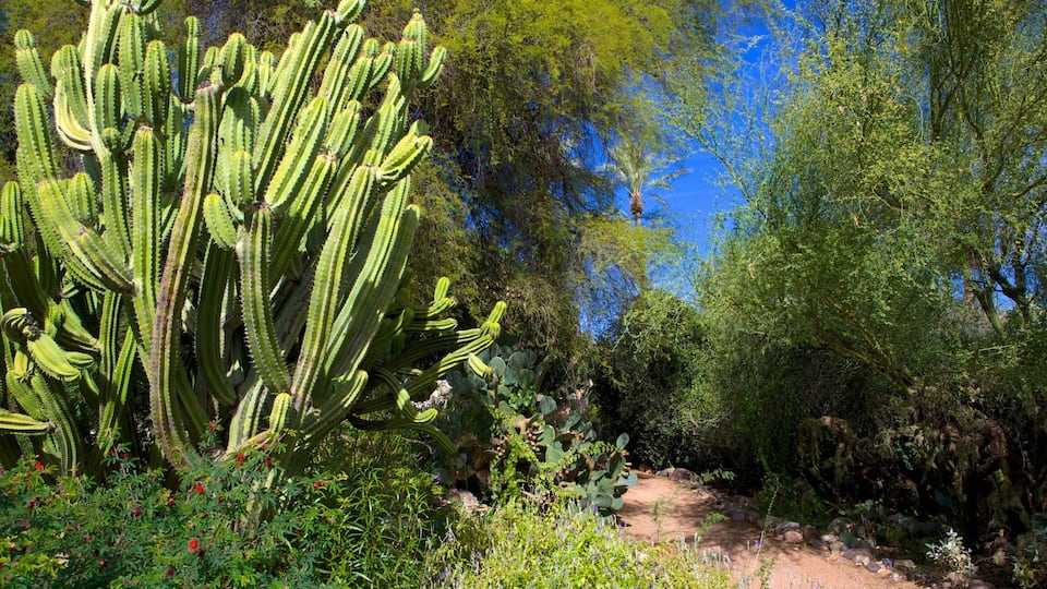 Tohono Chul Park showing a garden