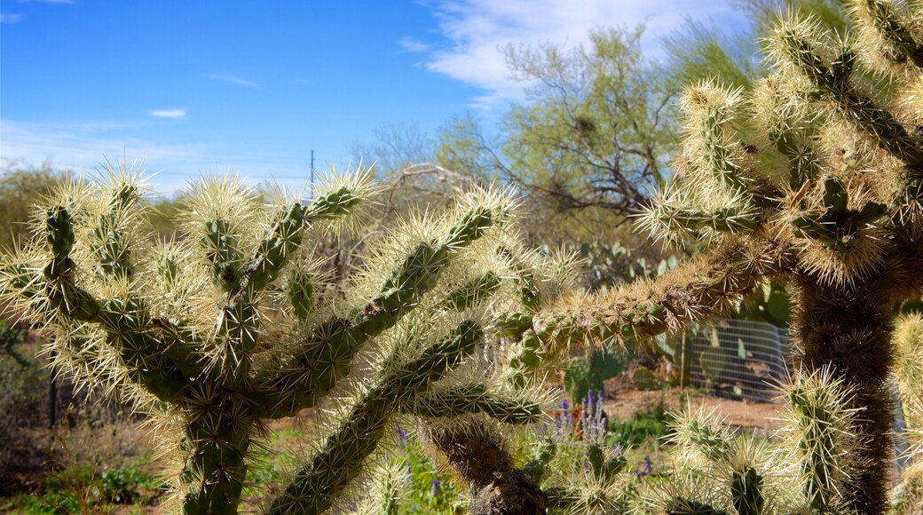 Tohono Chul Park showing a park