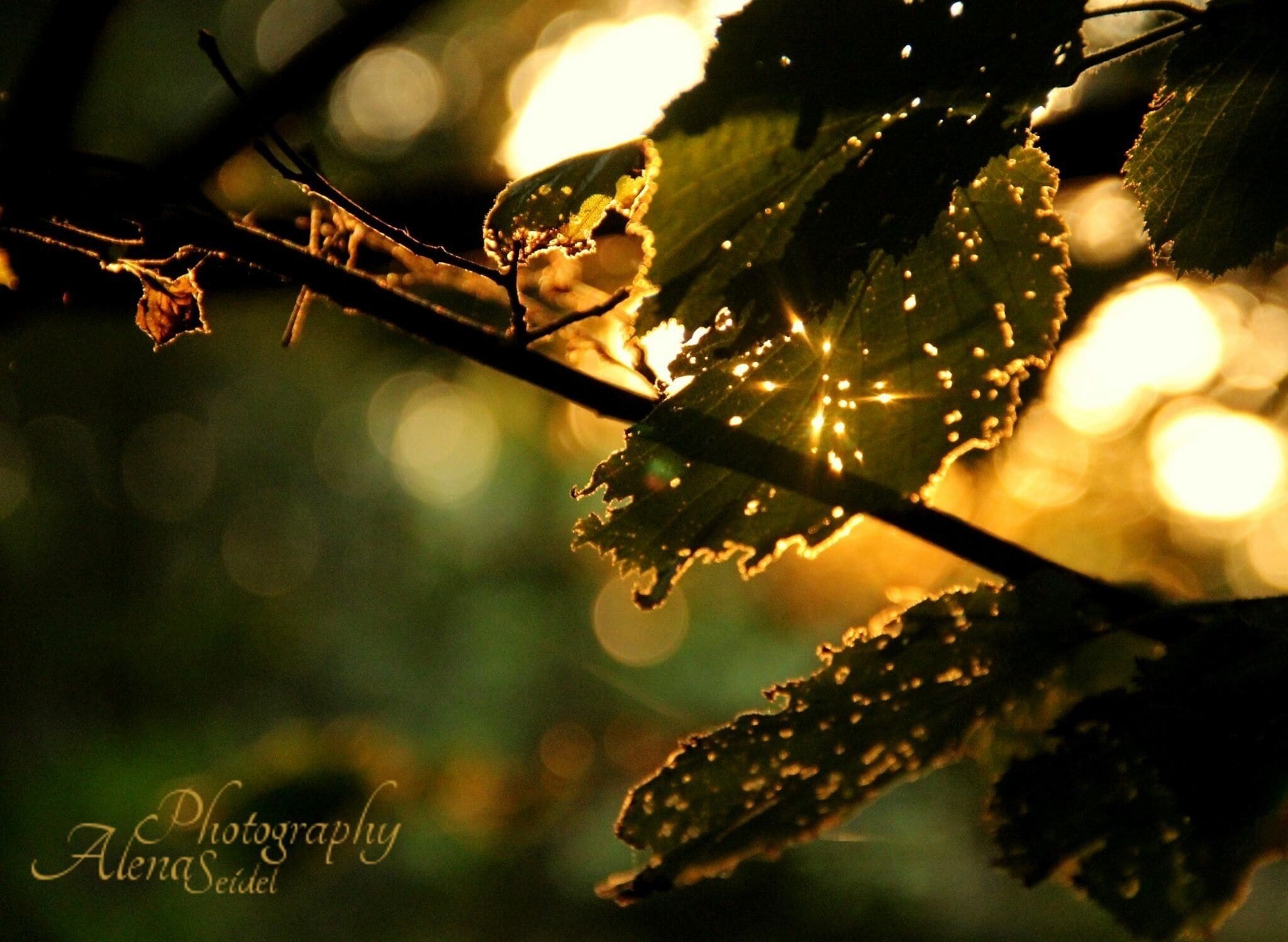 "Amazing sunset beyond beach"
Golden sunset experienced at a park located in the middle of the island. 
