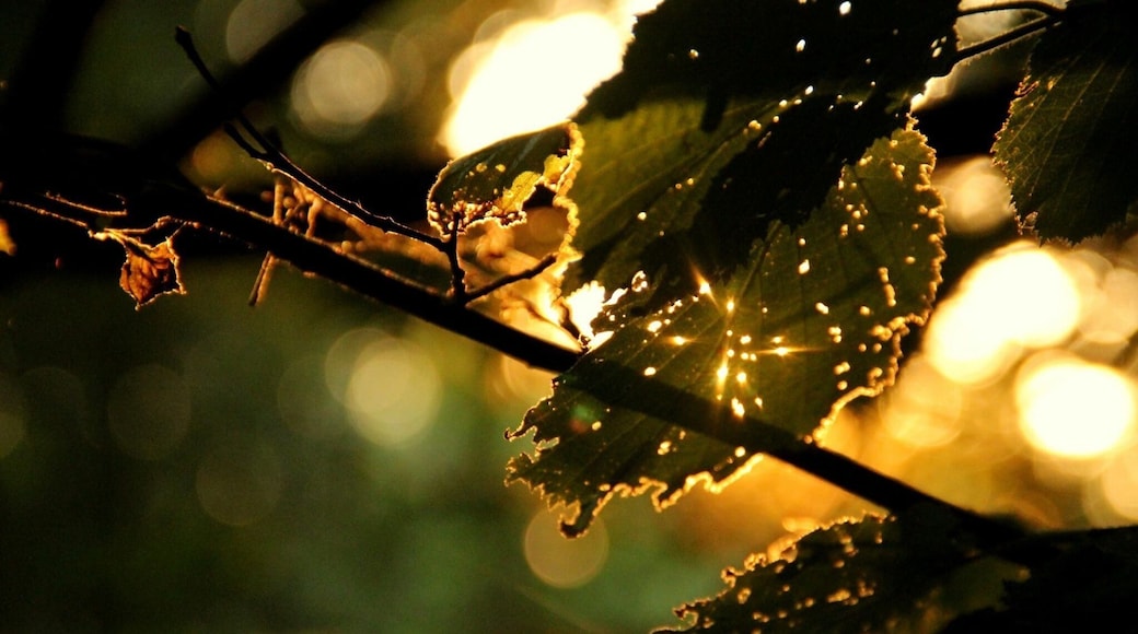 "Amazing sunset beyond beach"
Golden sunset experienced at a park located in the middle of the island.
