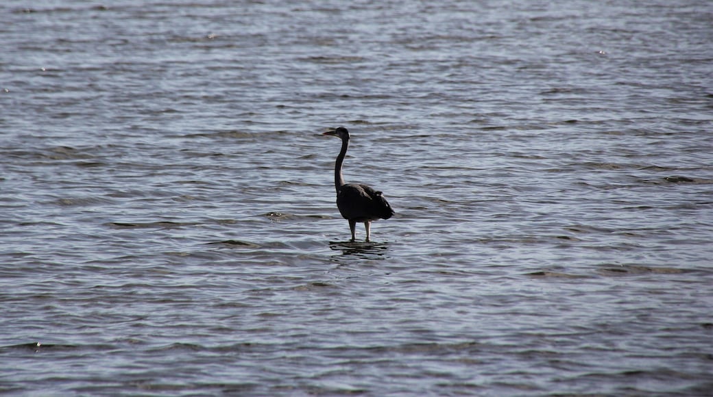 Loiri-Porto San Paolo, stagno di Porto Taverna