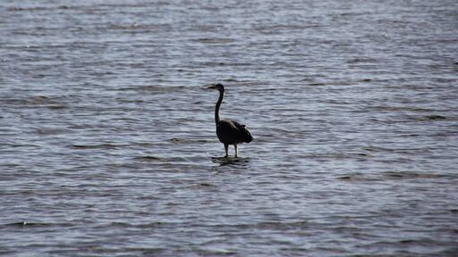Loiri-Porto San Paolo, stagno di Porto Taverna