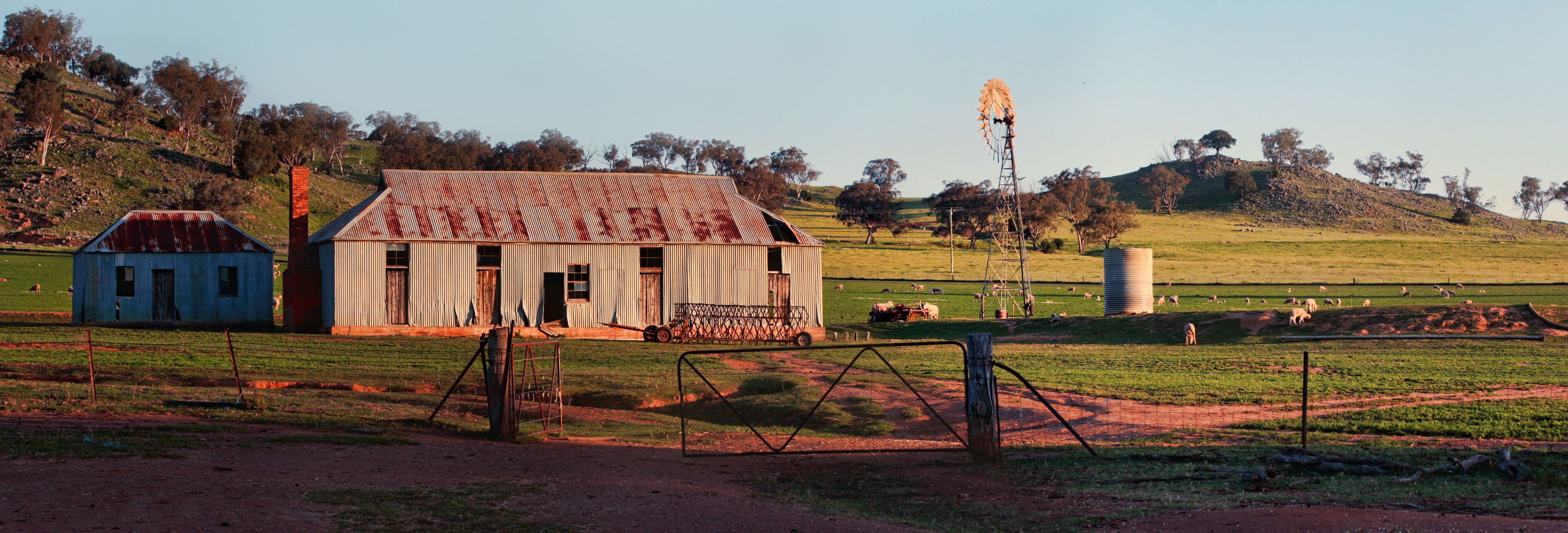 A rural landscape with a rusted barn, a windmill, and grazing sheep.