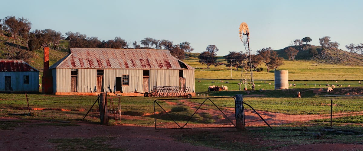 A rural landscape with a rusted barn, a windmill, and grazing sheep.