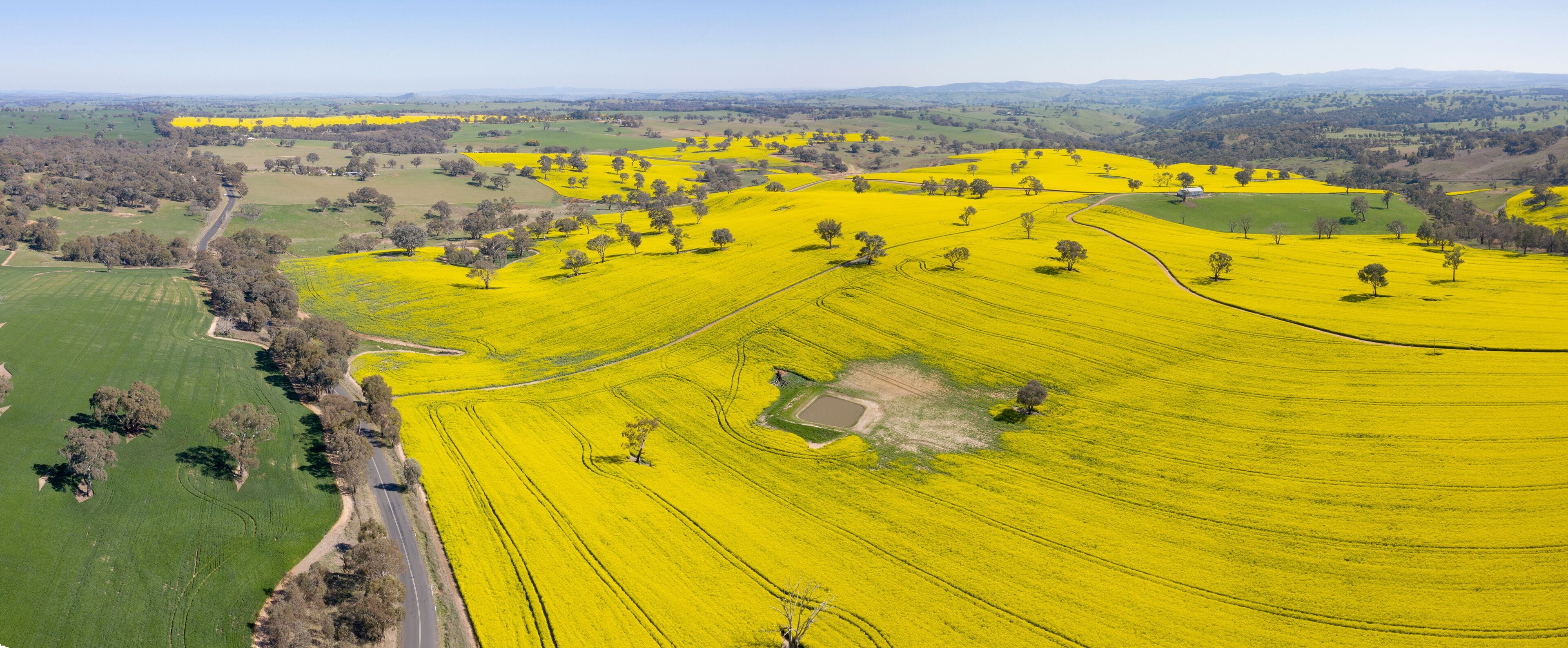 ripe canola crop on a farm in the central west of New South Wales, Australia.