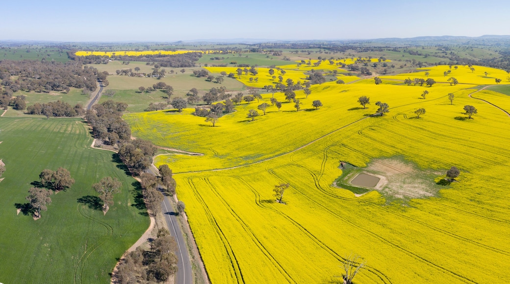 ripe canola crop on a farm in the central west of New South Wales, Australia.