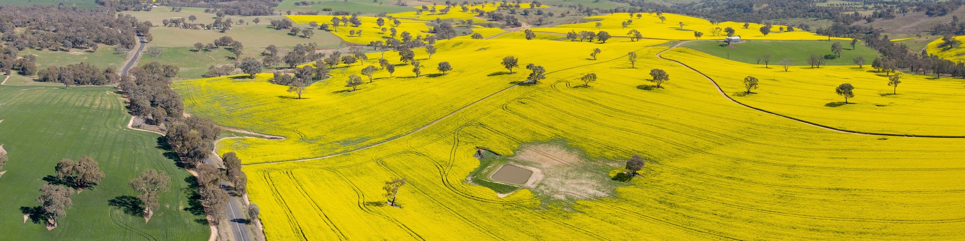 Vista aérea de un campo de flores amarillas, un camino sinuoso y árboles dispersos.