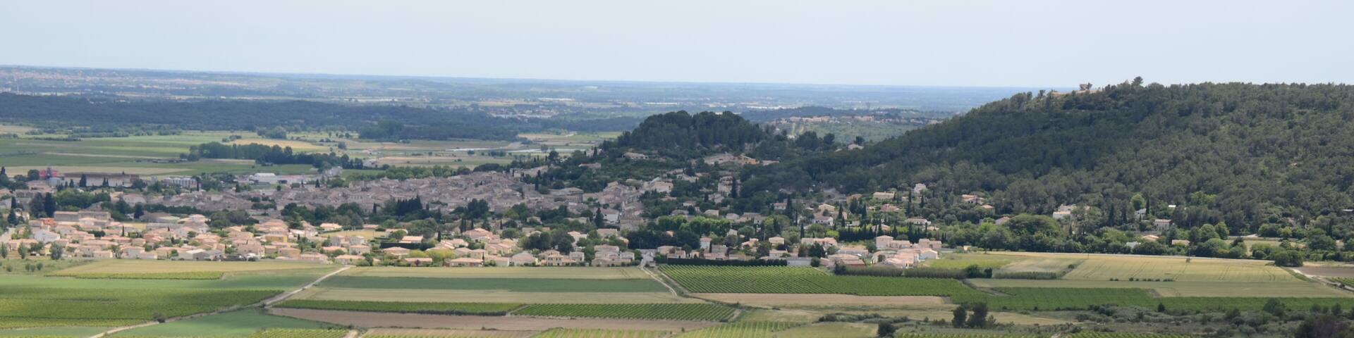 A vineyard landscape with rows of grapevines, a small town in the background, and a hill with dense trees.
