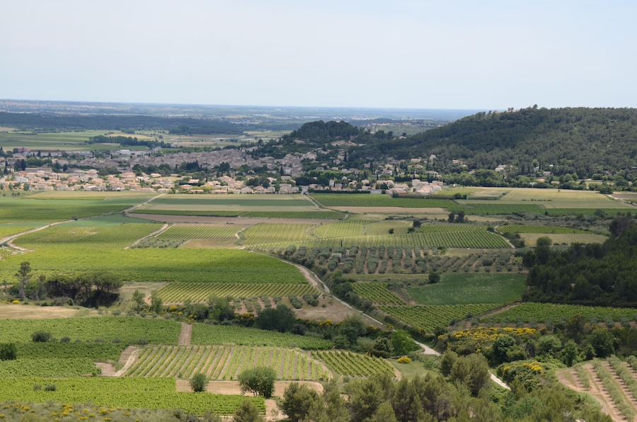 Paisaje de viñedo con hileras de vides, un pueblo pequeño al fondo y una colina con árboles densos.
