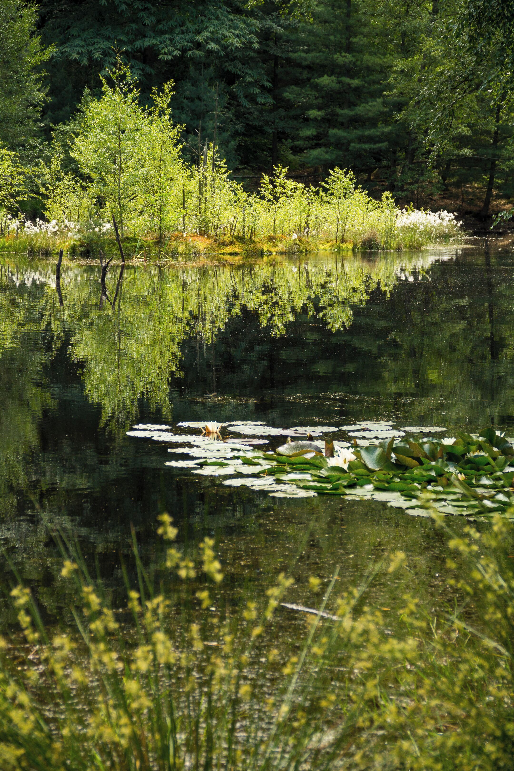 Der Ungeheuersee im Leininger Sporn, einem Teil des nordöstlichen Pfälzerwalds (Rheinland-Pfalz), ist ein flacher Hochmoorteich, der durch den Krumbach gespeist wird. Als Teil des einzigen Hochmoores in diesem Mittelgebirge steht der See seit den 1930er Jahren als Naturdenkmal unter Schutz. Der See ist von Mischwald umschlossen und zeichnet sich durch eine artenreiche Flora am Ufer und auf schwimmenden Inseln aus; beispielsweise werden Wollgräser, verschiedene Orchideenarten und der Rundblättrige Sonnentau, eine fleischfressende Pflanze, angetroffen.