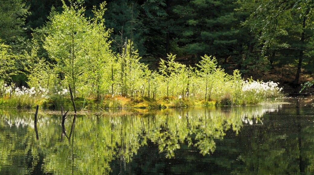 Der Ungeheuersee im Leininger Sporn, einem Teil des nordöstlichen Pfälzerwalds (Rheinland-Pfalz), ist ein flacher Hochmoorteich, der durch den Krumbach gespeist wird. Als Teil des einzigen Hochmoores in diesem Mittelgebirge steht der See seit den 1930er Jahren als Naturdenkmal unter Schutz. Der See ist von Mischwald umschlossen und zeichnet sich durch eine artenreiche Flora am Ufer und auf schwimmenden Inseln aus; beispielsweise werden Wollgräser, verschiedene Orchideenarten und der Rundblättrige Sonnentau, eine fleischfressende Pflanze, angetroffen.