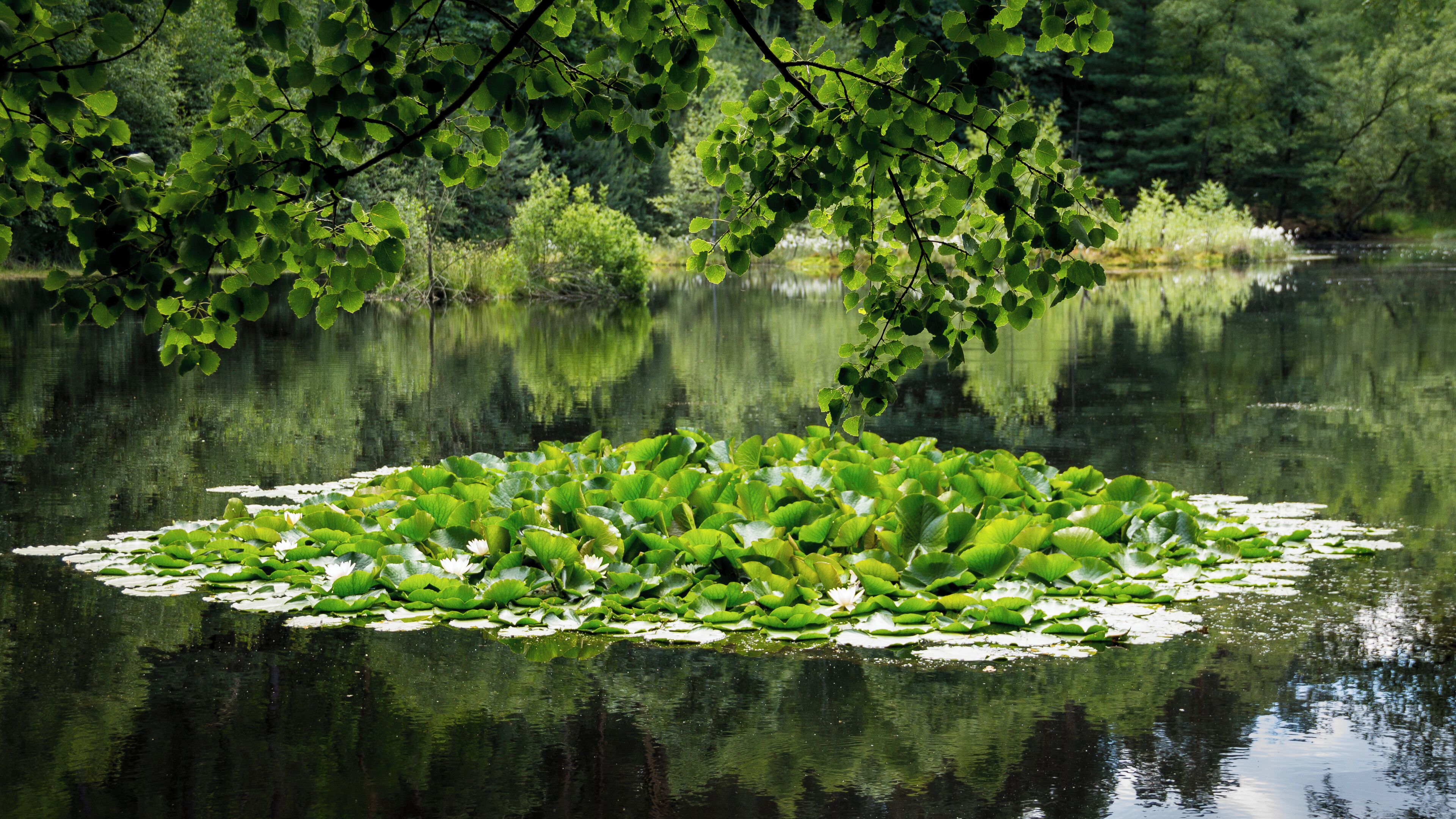 Der Ungeheuersee im Leininger Sporn, einem Teil des nordöstlichen Pfälzerwalds (Rheinland-Pfalz), ist ein flacher Hochmoorteich, der durch den Krumbach gespeist wird. Als Teil des einzigen Hochmoores in diesem Mittelgebirge steht der See seit den 1930er Jahren als Naturdenkmal unter Schutz. Der See ist von Mischwald umschlossen und zeichnet sich durch eine artenreiche Flora am Ufer und auf schwimmenden Inseln aus; beispielsweise werden Wollgräser, verschiedene Orchideenarten und der Rundblättrige Sonnentau, eine fleischfressende Pflanze, angetroffen.