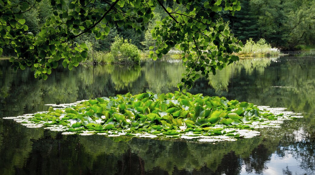 Der Ungeheuersee im Leininger Sporn, einem Teil des nordöstlichen Pfälzerwalds (Rheinland-Pfalz), ist ein flacher Hochmoorteich, der durch den Krumbach gespeist wird. Als Teil des einzigen Hochmoores in diesem Mittelgebirge steht der See seit den 1930er Jahren als Naturdenkmal unter Schutz. Der See ist von Mischwald umschlossen und zeichnet sich durch eine artenreiche Flora am Ufer und auf schwimmenden Inseln aus; beispielsweise werden Wollgräser, verschiedene Orchideenarten und der Rundblättrige Sonnentau, eine fleischfressende Pflanze, angetroffen.
