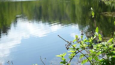 A calm river surrounded by dense green forest.
