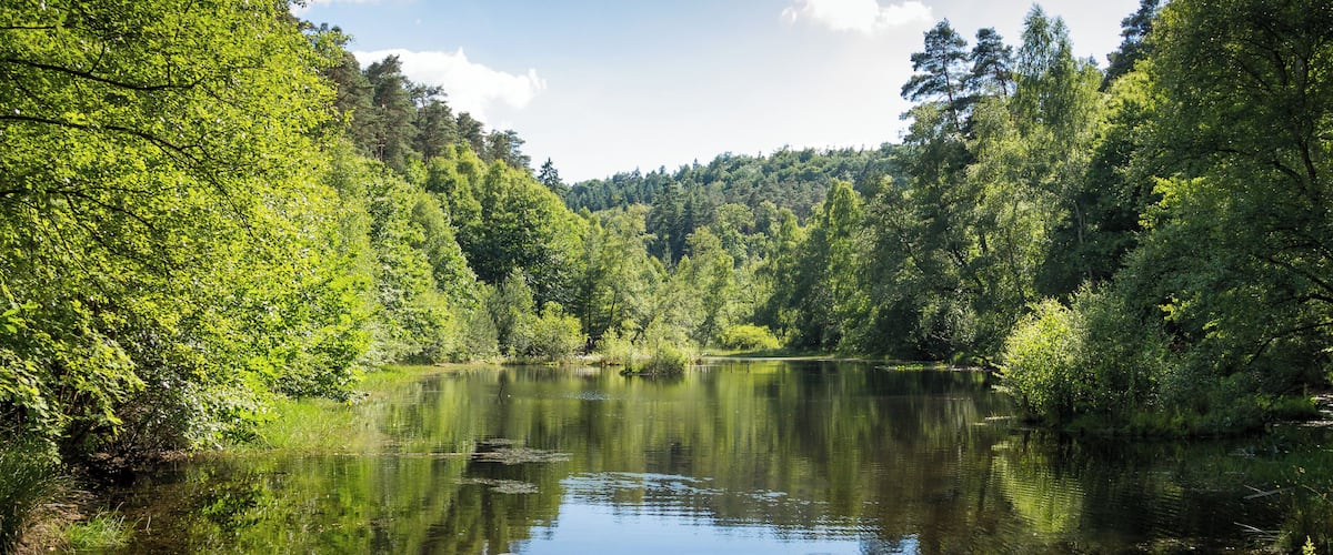 A calm lake surrounded by dense green forest.