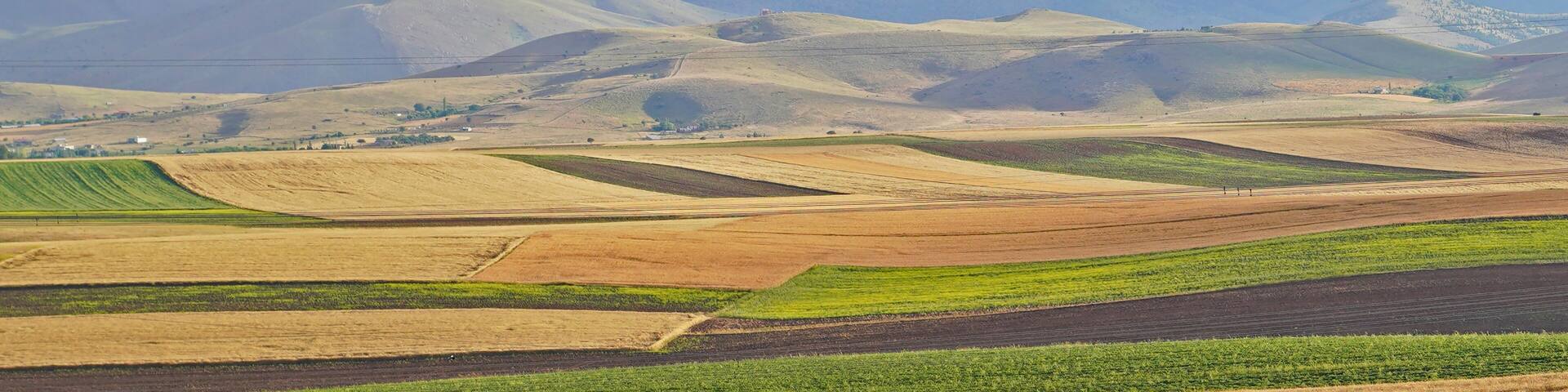 Panoramic background of beautiful yellow-green fields in Kahramanmaras, Turkey
