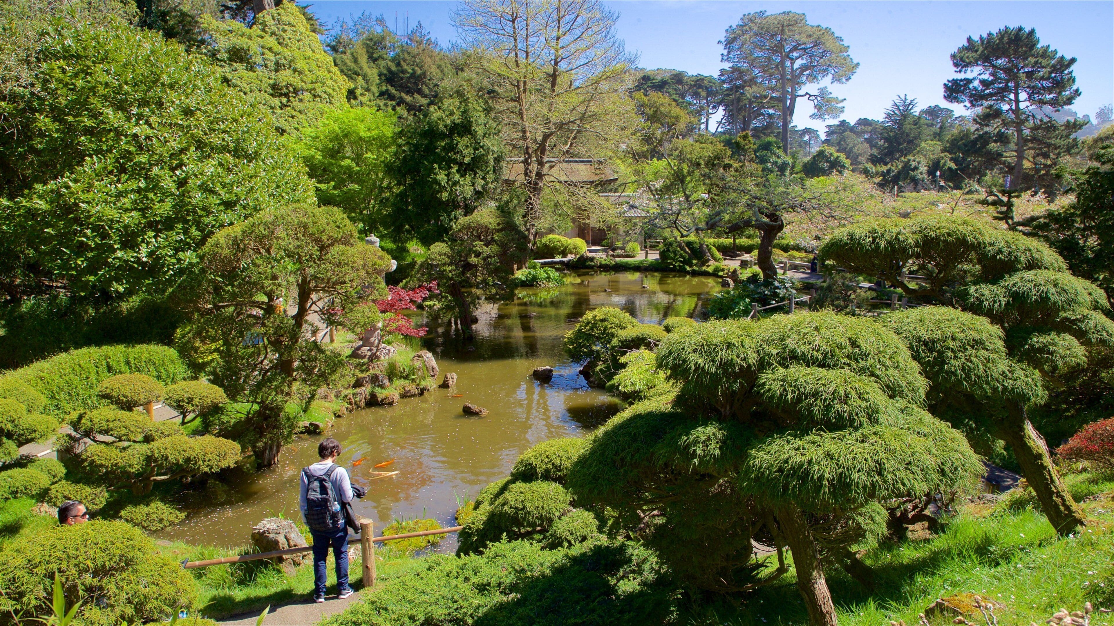 Japanese Tea Garden showing a pond, heritage architecture and a garden
