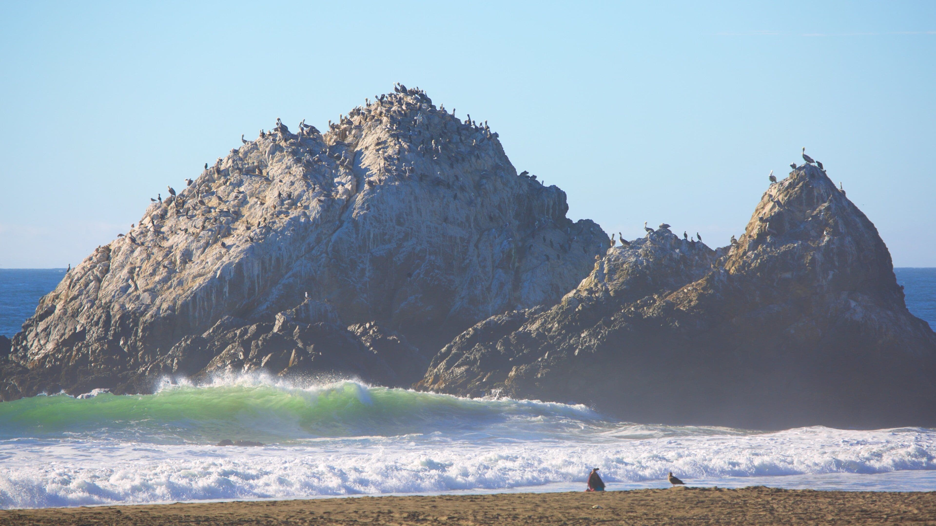 Ocean Beach che include costa rocciosa, volatili e vista della costa