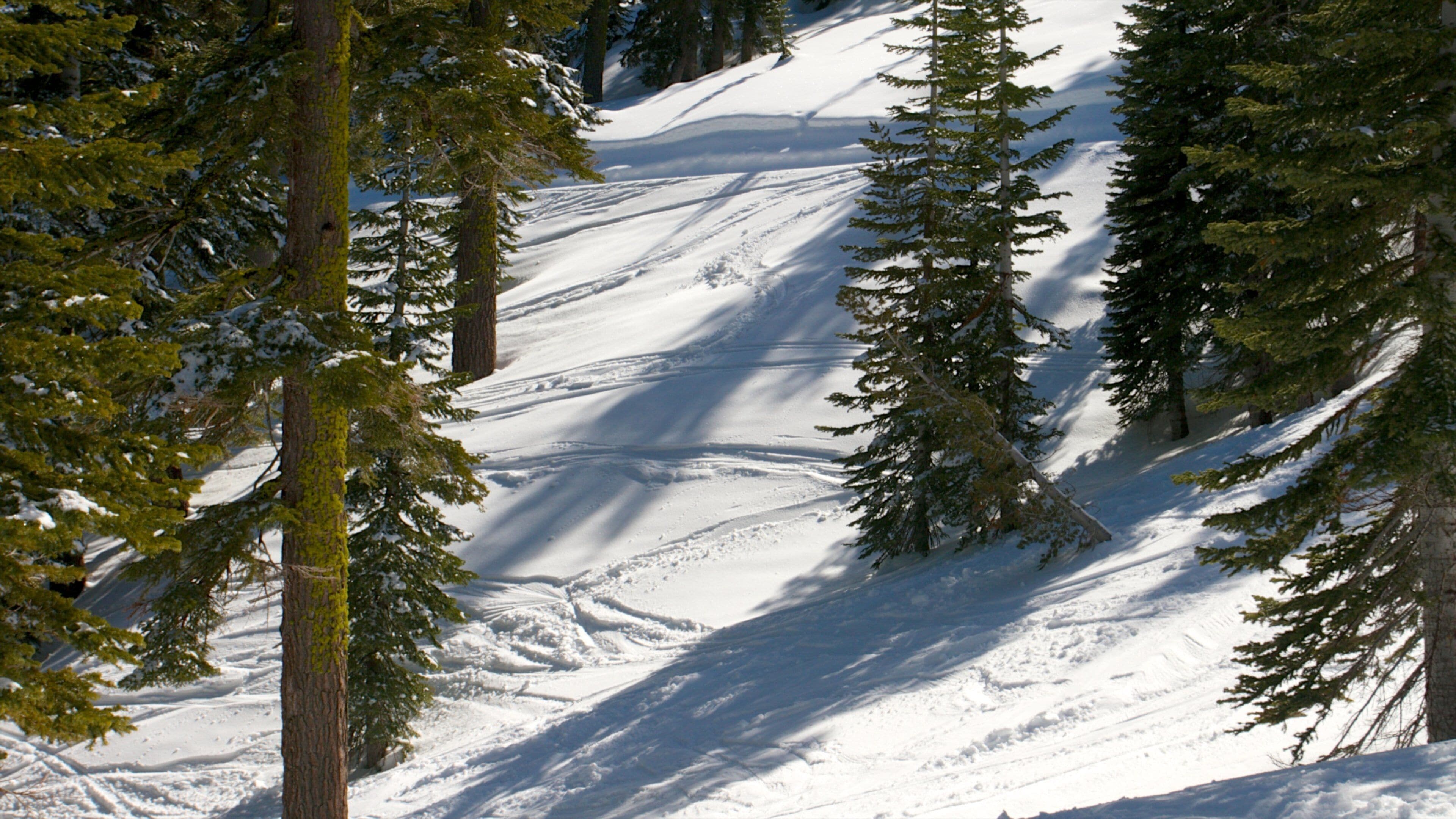 Homewood Mountain Resort som inkluderer skoglandskap og snø