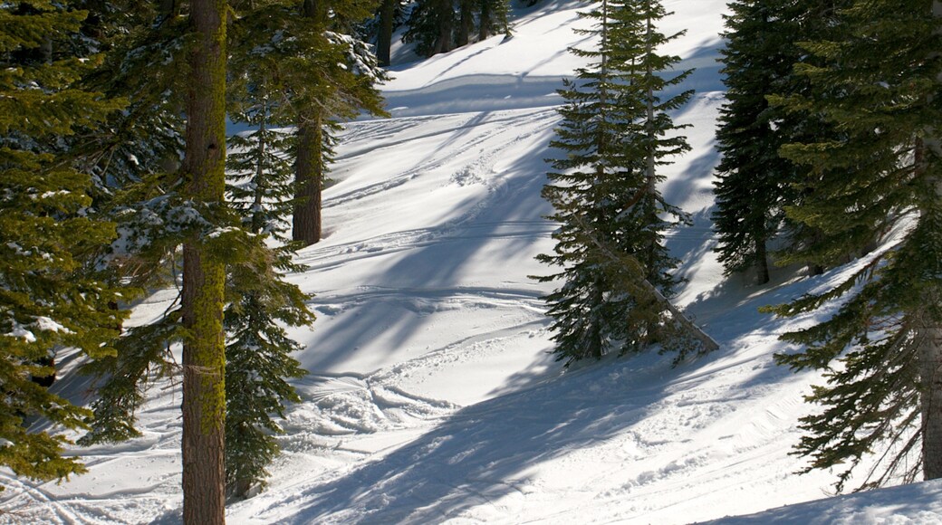 Homewood Mountain Resort som inkluderer skoglandskap og snø