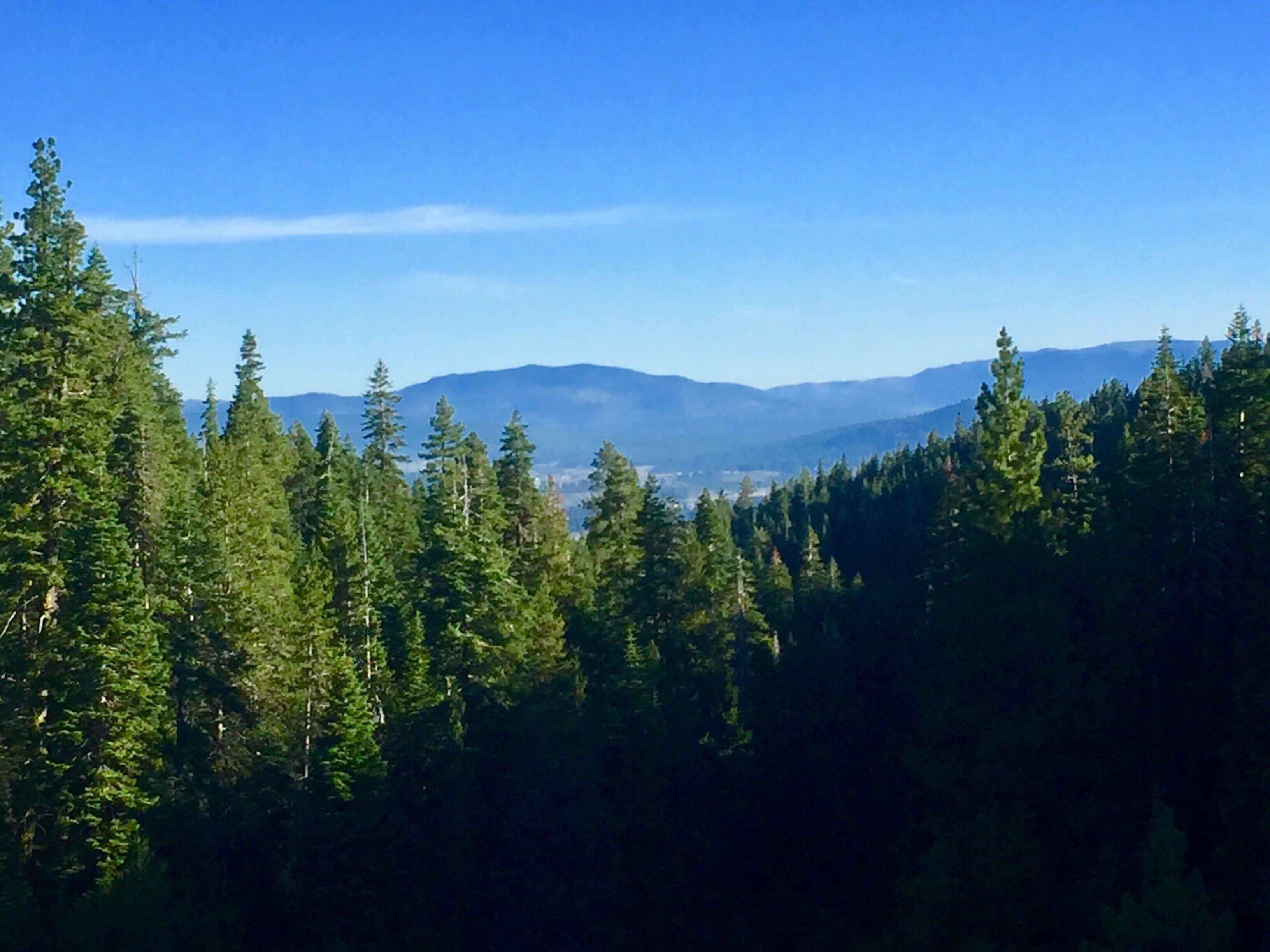 Views across the forest