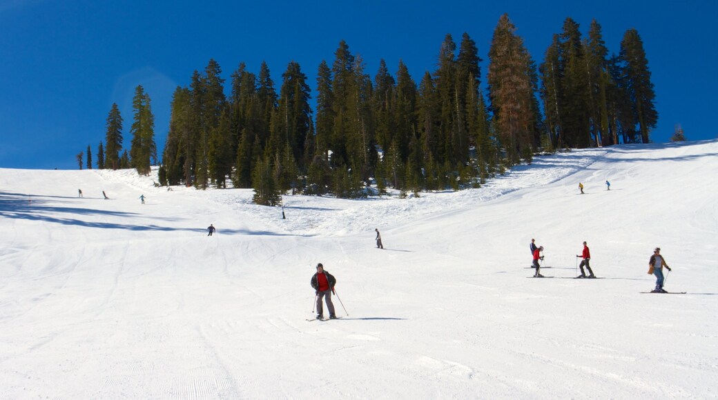 Sugar Bowl featuring mountains, snow skiing and snow