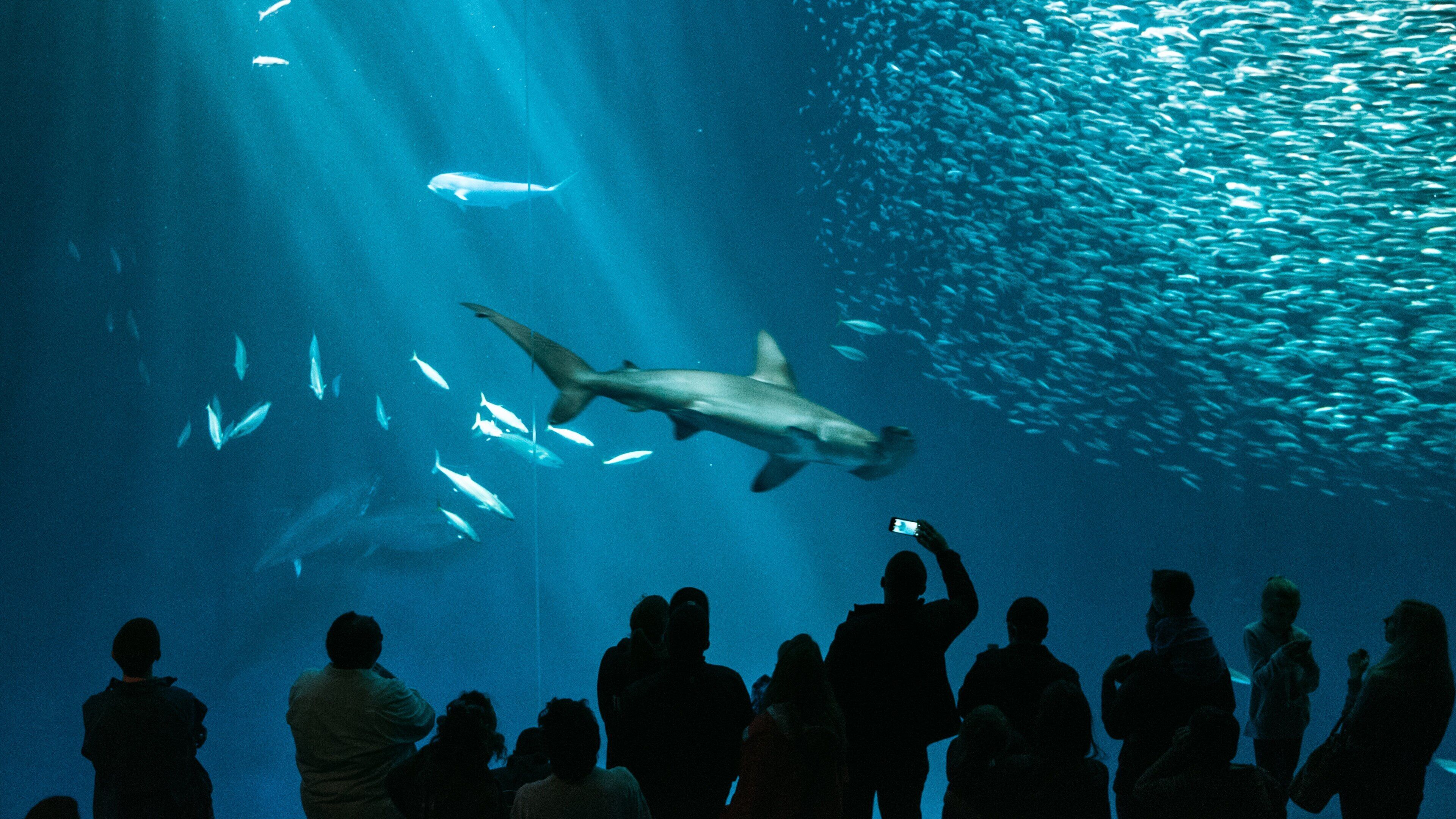 Monterey Bay Aquarium which includes marine life and dangerous animals as well as a small group of people