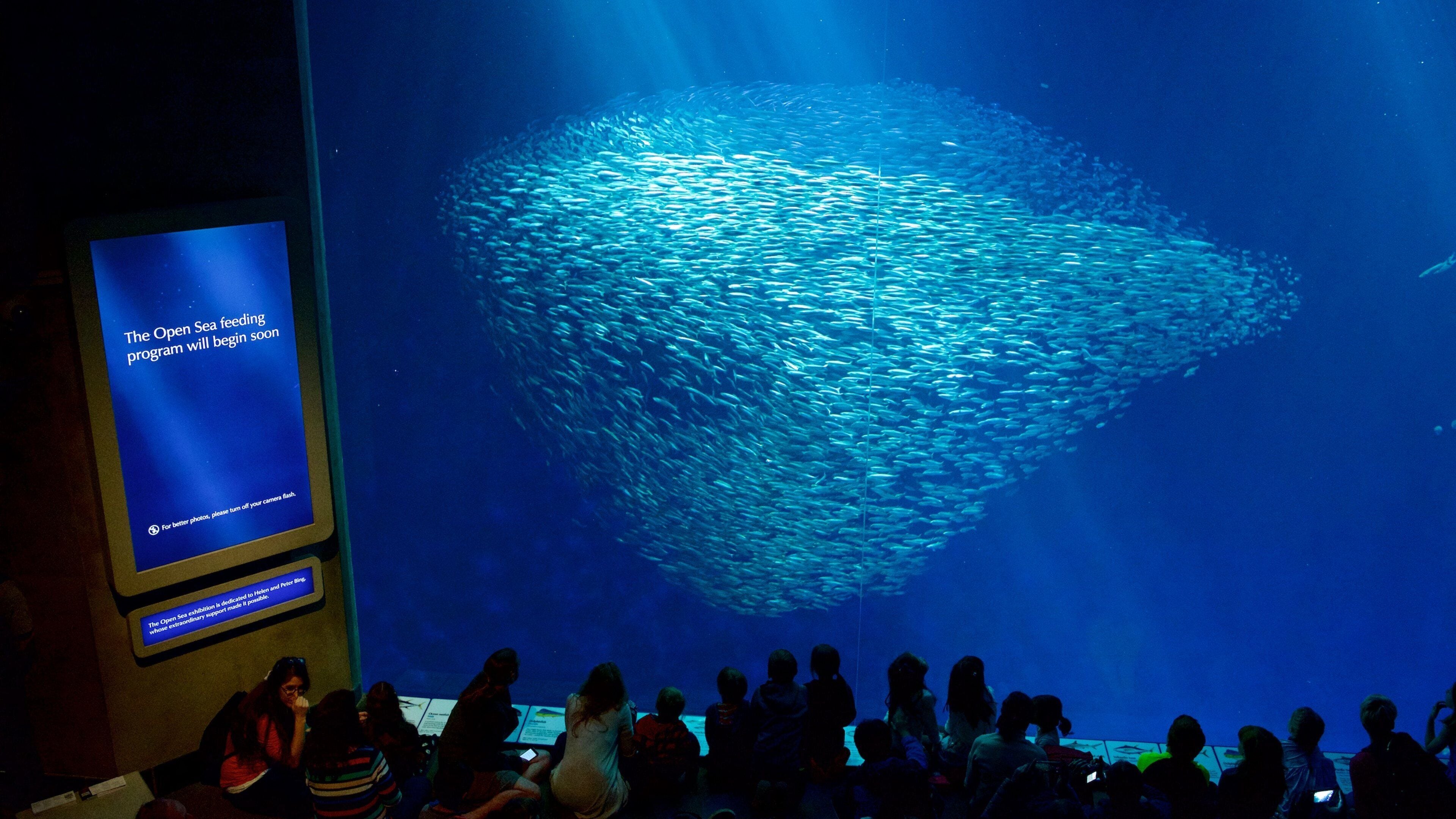 Monterey Bay Aquarium which includes interior views and marine life as well as a large group of people