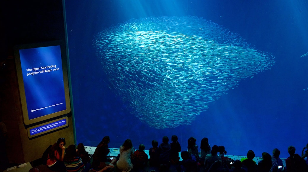 Monterey Bay Aquarium which includes interior views and marine life as well as a large group of people
