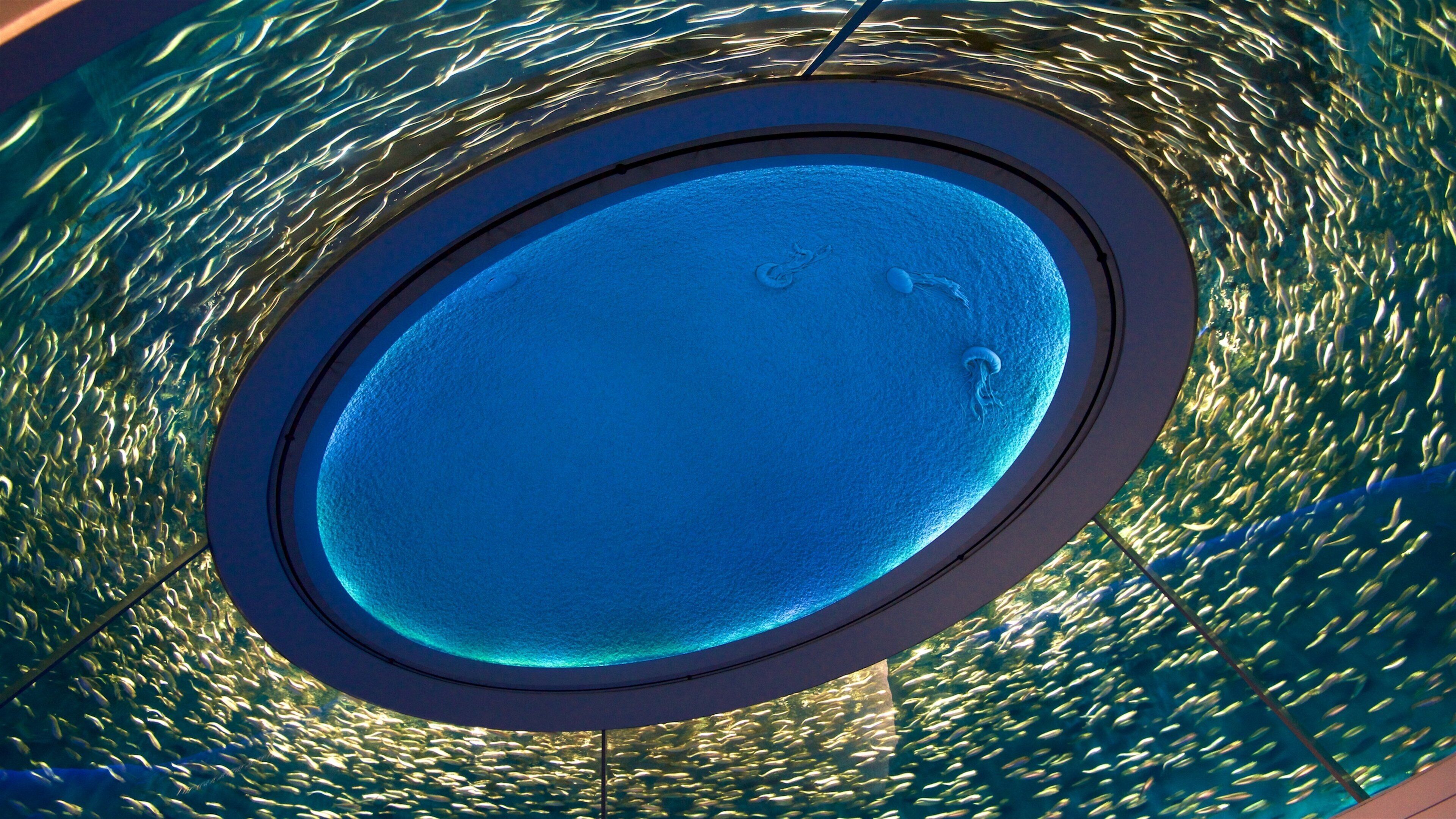 Monterey Bay Aquarium which includes marine life and interior views