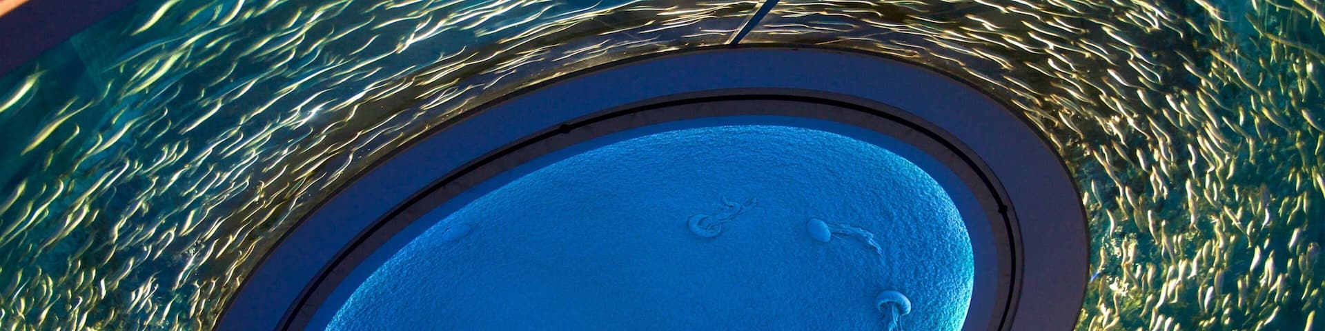 Monterey Bay Aquarium featuring interior views and marine life